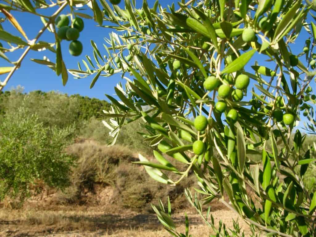 Aceitunas arbequina MagrÃ­